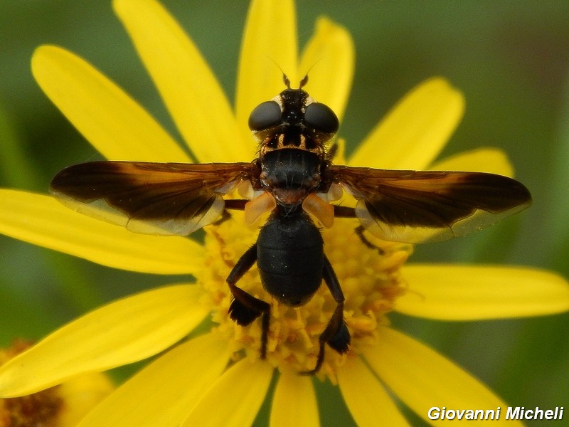 La vita in un fiore (Senecio inaequidens)